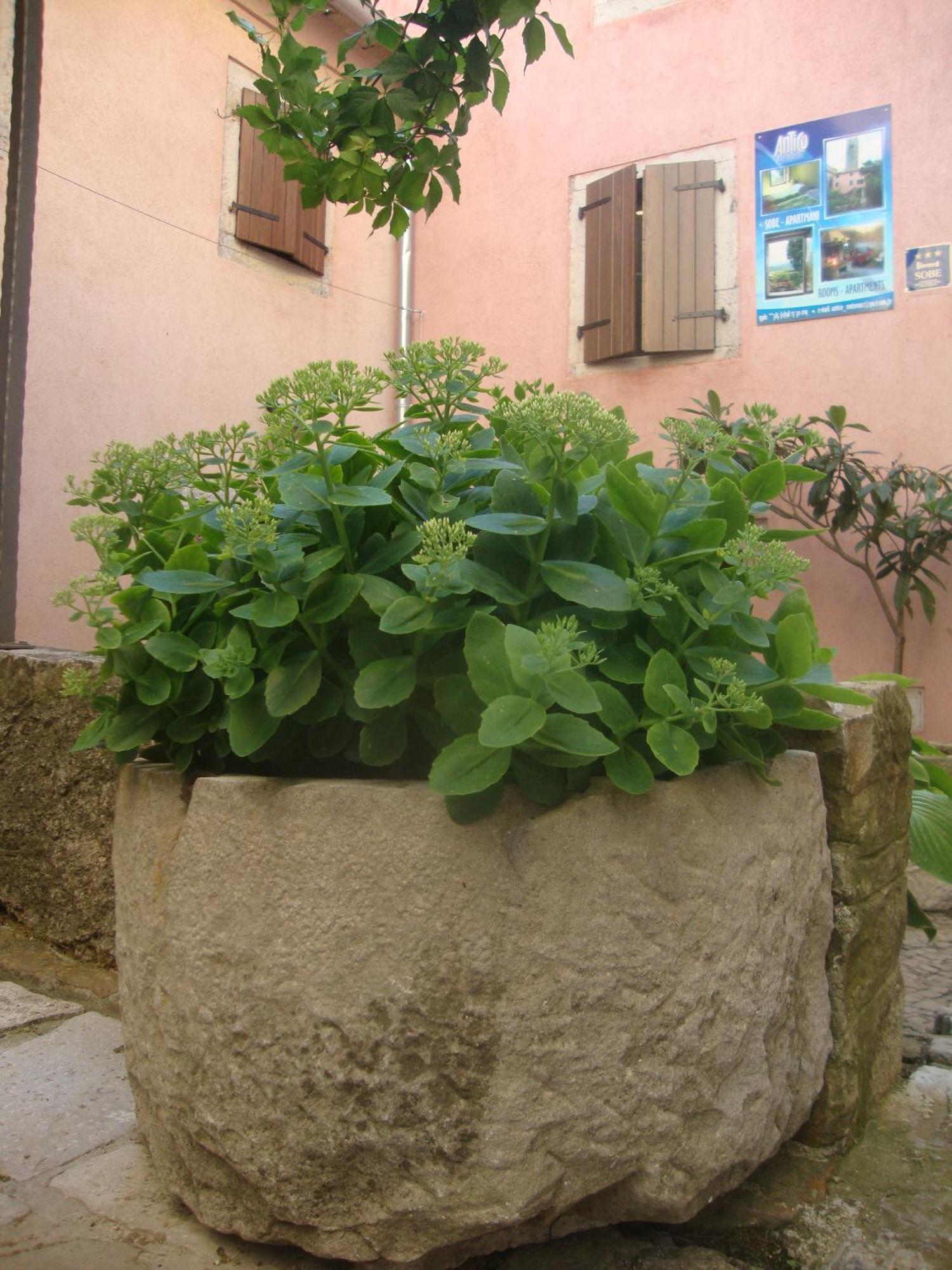 Bed & Breakfast Antico Motovun Eksteriør billede